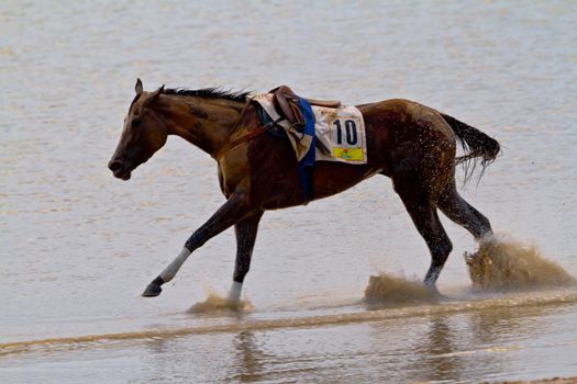SANLUCAR DE BARRAMEDA, CADIZ, SPAIN - AUGUST 11: Unidentified riders race horses on Sanlucar de Barrameda beach on August 11, 2011 in Sanlucar de Barrameda, Cadiz, Spain.