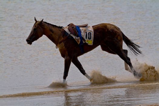 SANLUCAR DE BARRAMEDA, CADIZ, SPAIN - AUGUST 11: Unidentified riders race horses on Sanlucar de Barrameda beach on August 11, 2011 in Sanlucar de Barrameda, Cadiz, Spain.