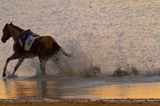 SANLUCAR DE BARRAMEDA, CADIZ, SPAIN - AUGUST 11: Unidentified riders race horses on Sanlucar de Barrameda beach on August 11, 2011 in Sanlucar de Barrameda, Cadiz, Spain.