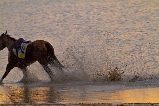 SANLUCAR DE BARRAMEDA, CADIZ, SPAIN - AUGUST 11: Unidentified riders race horses on Sanlucar de Barrameda beach on August 11, 2011 in Sanlucar de Barrameda, Cadiz, Spain.