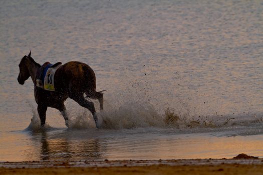 SANLUCAR DE BARRAMEDA, CADIZ, SPAIN - AUGUST 11: Unidentified riders race horses on Sanlucar de Barrameda beach on August 11, 2011 in Sanlucar de Barrameda, Cadiz, Spain.