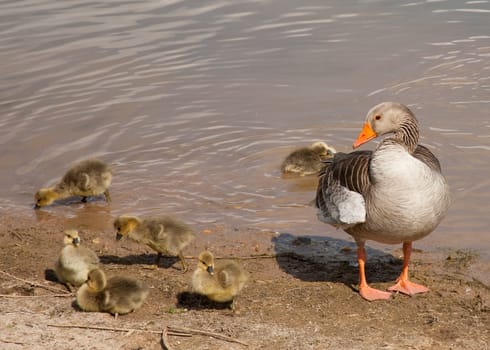 outdoor photo of an adult greylag goose with goslings