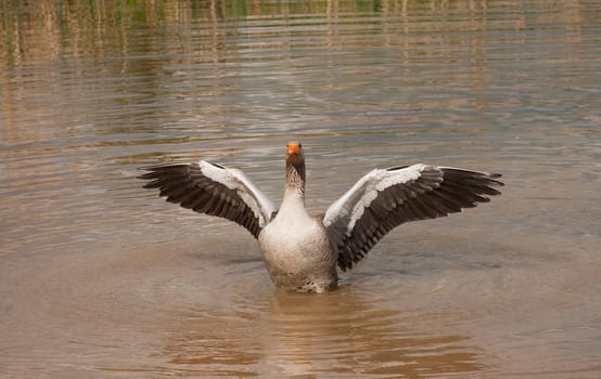 outdoor photo of a greylag goose in water with wings outstretched