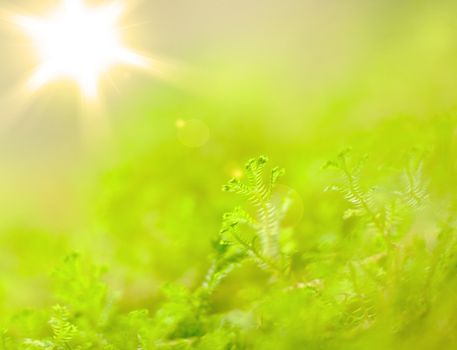background with plants