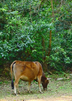 cow