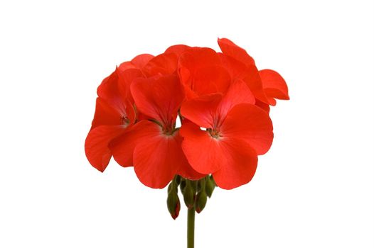 Red geranium flower on a white background (Isolated)