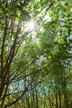 outdoor photo of the sun shining through trees