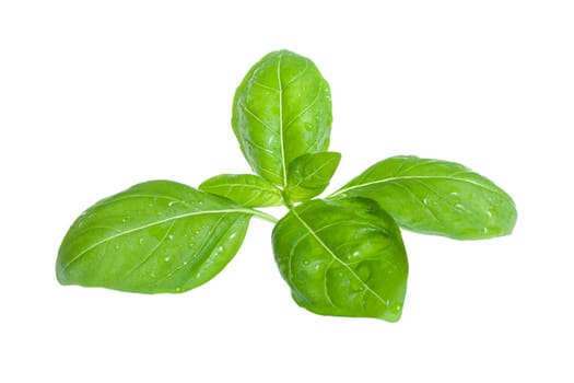 fresh basil, photo on the white background