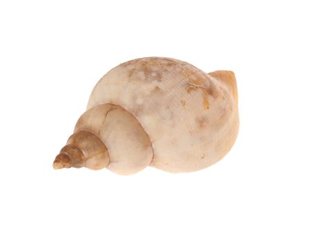 one shell, photo on the white background