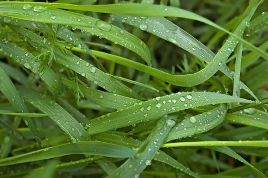 Water drops on green grass