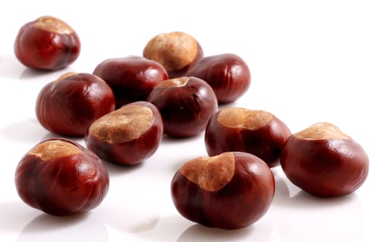 Horse chestnut on a white background