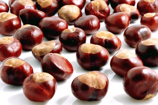 Horse chestnut on a white background