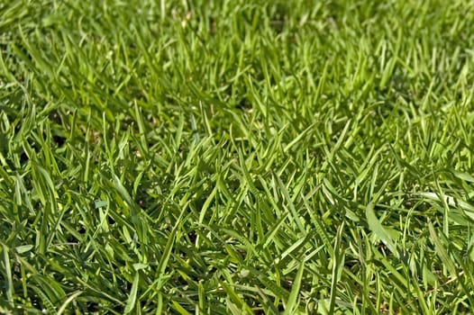 Green grass on the lawn (texture)