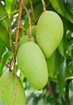 A Green mango tree with full of fruits