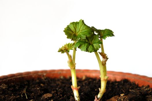 green sprout in a ceramic pot on a white background