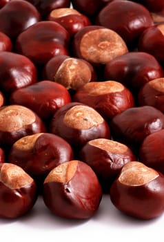 Horse chestnut on a white background