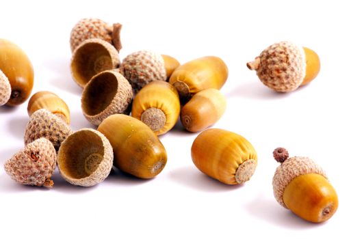 Acorn on a white background