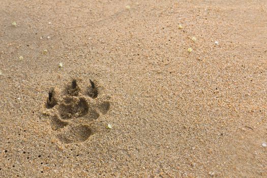 dogs footprints on the beach