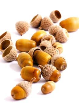 Acorn on a white background
