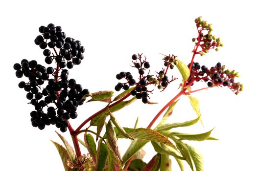 Black elderberries on white background