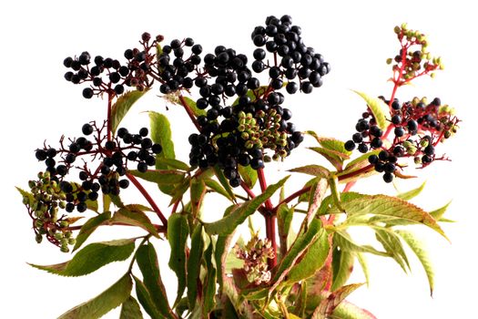 Black elderberries on white background