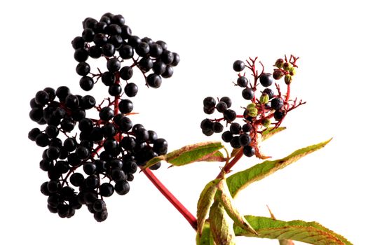 Black elderberries on white background