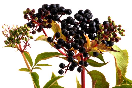 Black elderberries on white background