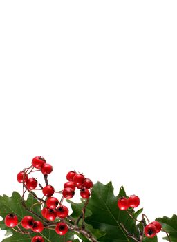 Oak branch with red berries, isolated on white