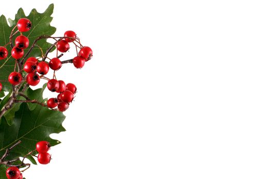 Oak branch with red berries, isolated on white