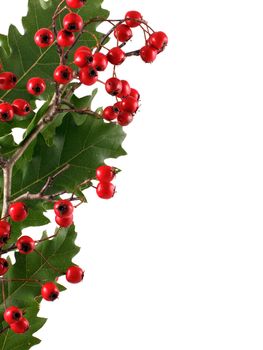 Oak branch with red berries, isolated on white