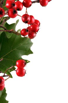 Oak branch with red berries, isolated on white