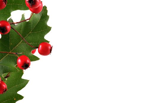Oak branch with red berries, isolated on white