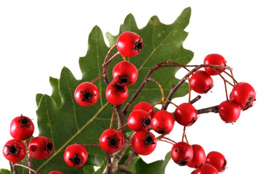 Oak branch with red berries, isolated on white