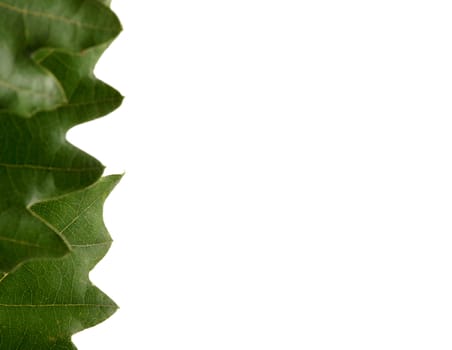 green leaves on white background