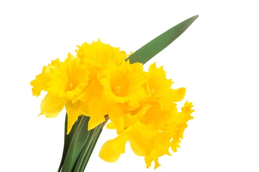 yellow daffodisl, photo on the white background