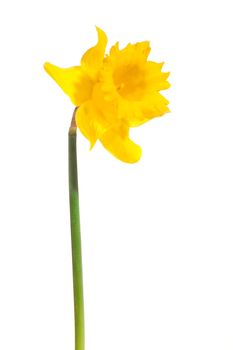 yellow daffodil, photo on the white background 