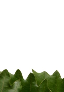 green leaves on white background