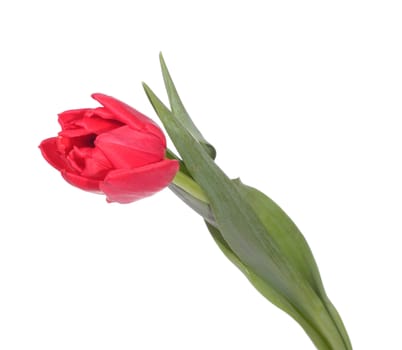 red tulip, photo on the white background 