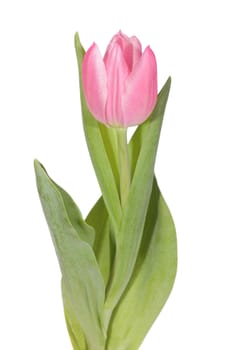 pink tulip, photo on the white background
