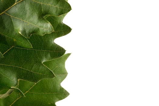 green leaves on white background