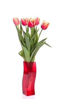 bouquet of fresh tulips on the white background