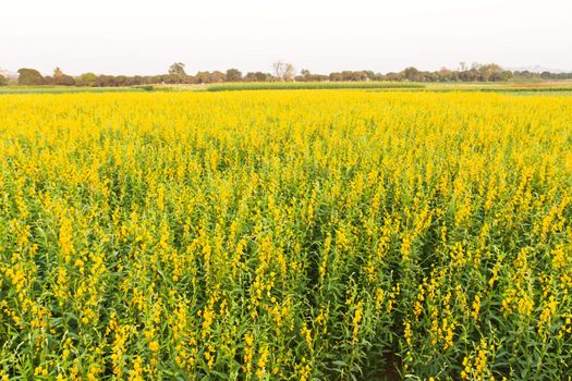 Scenic view of yellow flowers blooming in Thailand