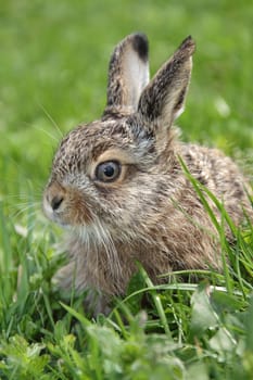 Small little hare sitting in the green grass