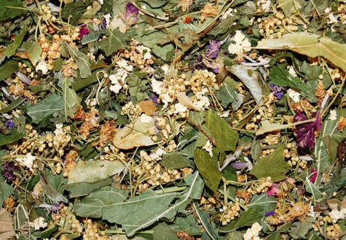 Collection of herbs and flowers for tea