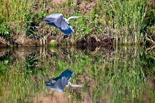 Flying Heron on the beach with grass background, a reflection of herons in the water
