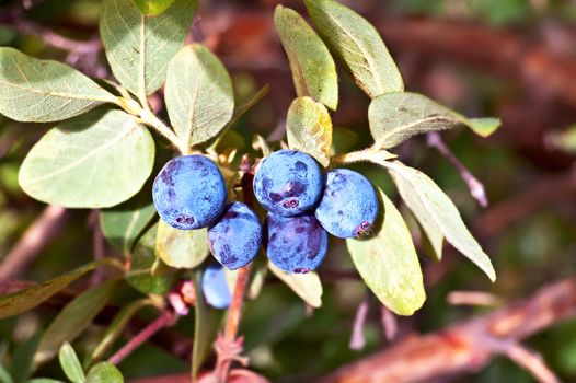 Blue berry honeysuckle against the background of green leaves and brown branches