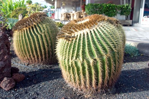Huge Mammilaria Cactus on the Island of Gran Canaria in the Canary Islands Spain