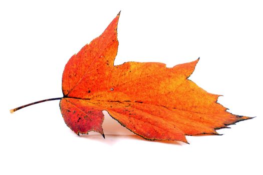 Various autumn leaves