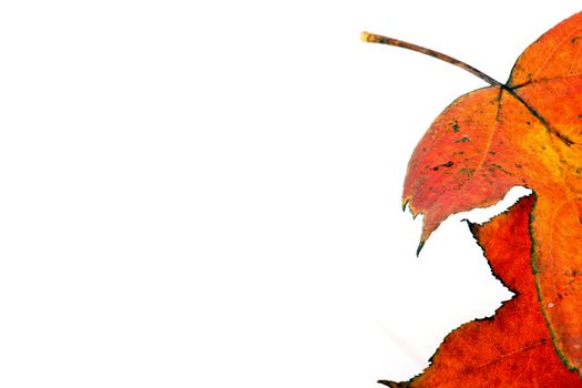 Various autumn leaves
