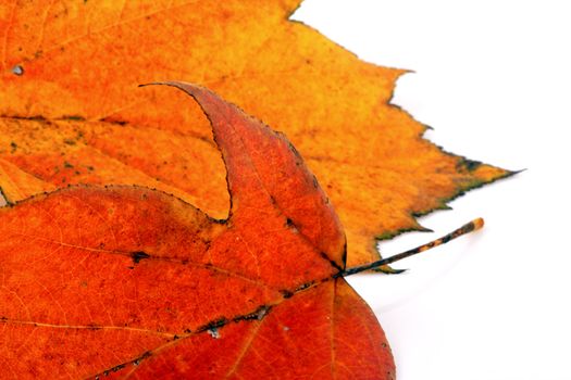 Various autumn leaves